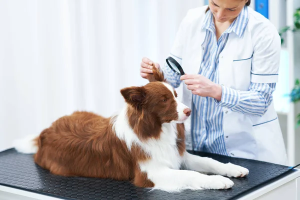 Brown Border Collie cão durante a visita no veterinário — Fotografia de Stock