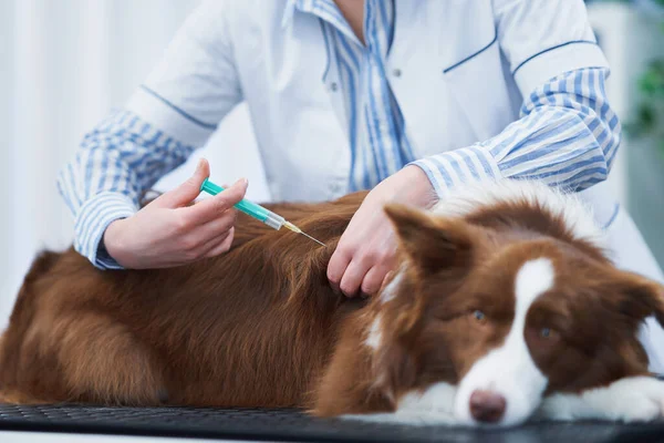 Brown Border Collie cão durante a visita no veterinário — Fotografia de Stock
