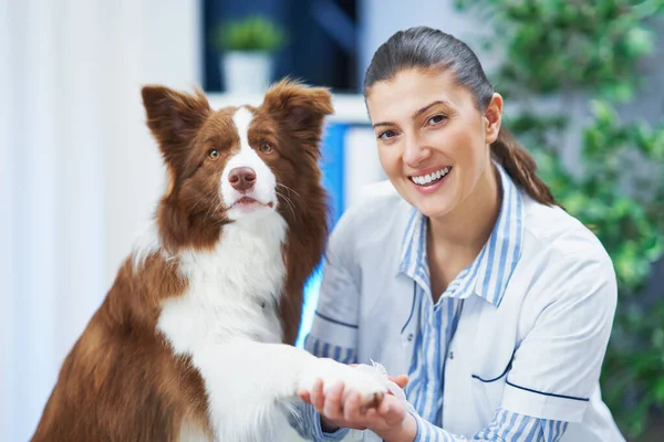 Brown Border Collie pies podczas wizyty u weterynarza — Zdjęcie stockowe