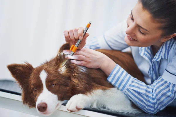 Brown Border Collie hund under besök i veterinär — Stockfoto