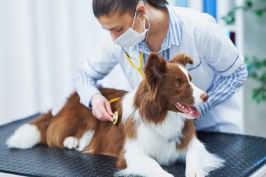 Veteriner muayenesinde Kahverengi Sınır Collie köpeği