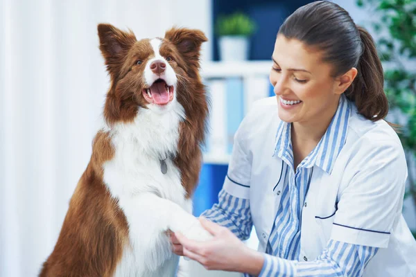 Veteriner muayenesinde Kahverengi Sınır Collie köpeği — Stok fotoğraf