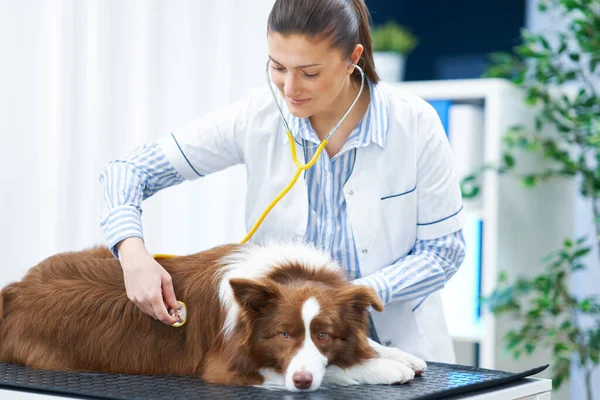 Brown Border kolie pes při návštěvě u veterináře — Stock fotografie