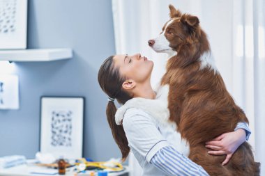 Veteriner muayenesinde Kahverengi Sınır Collie köpeği