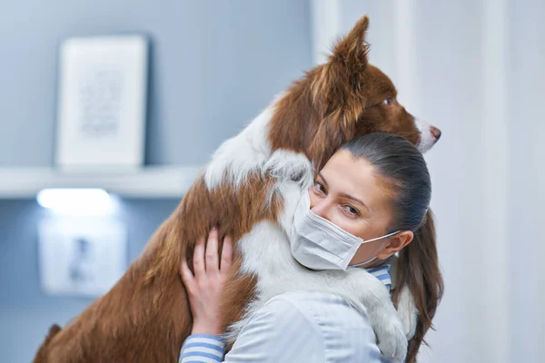 Brown Border Collie cane durante la visita in veterinario — Foto Stock