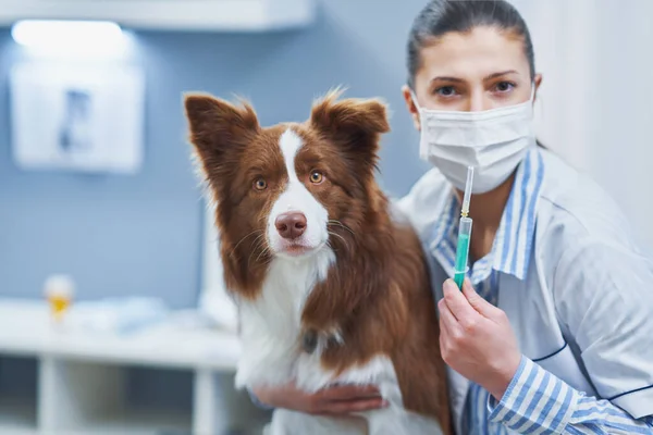 Brown Border Collie cão durante a visita no veterinário — Fotografia de Stock