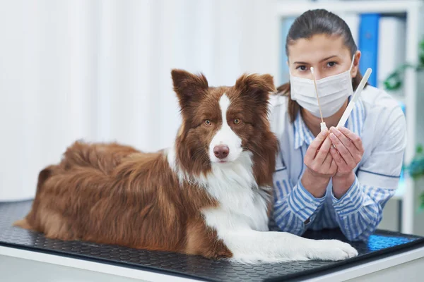 Brown Border kolie pes při návštěvě u veterináře — Stock fotografie