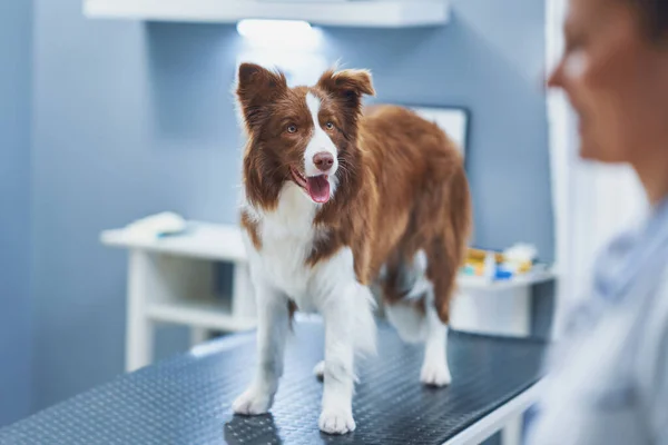Brown Border Collie cane durante la visita in veterinario — Foto Stock