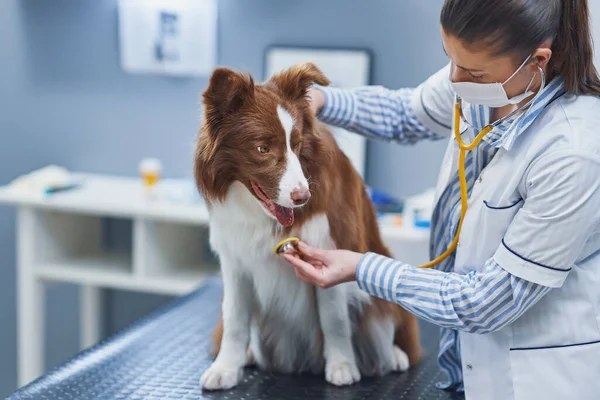 Brown Border Collie cane durante la visita in veterinario — Foto Stock