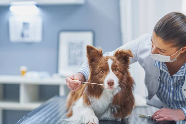 Brown Border Collie perro durante la visita en veterinario —  Fotos de Stock