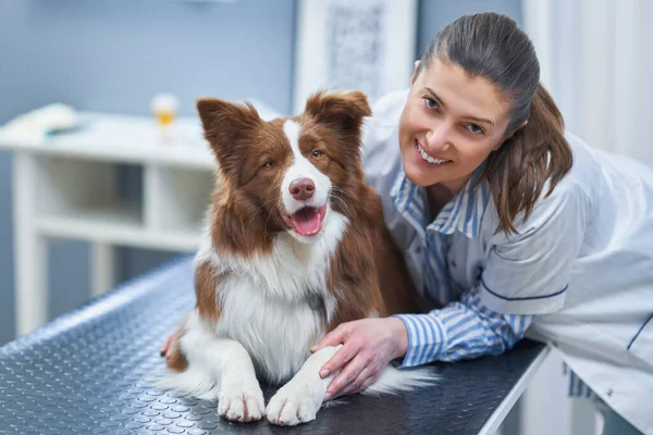 Veteriner muayenesinde Kahverengi Sınır Collie köpeği — Stok fotoğraf