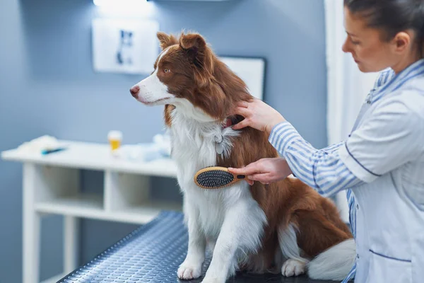Brown Border Collie hund under besök i veterinär — Stockfoto