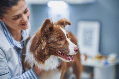 Veteriner muayenesinde Kahverengi Sınır Collie köpeği