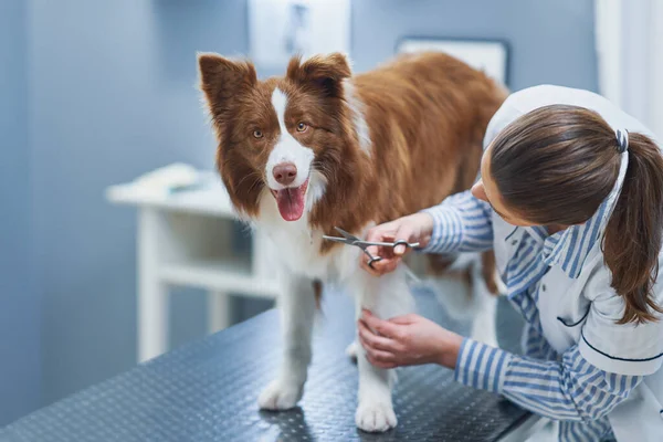 兽医探访过程中的褐色边境牧羊犬 — 图库照片