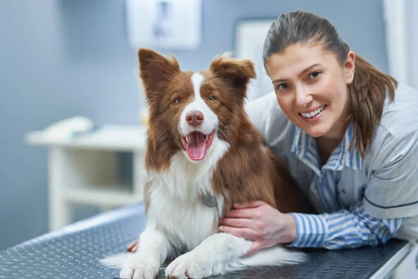 Brown Border Collie pies podczas wizyty u weterynarza — Zdjęcie stockowe