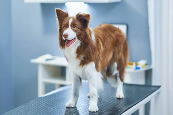 Коричневая собака колли во время посещения ветеринара — стоковое фото