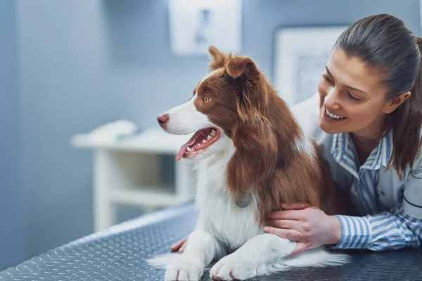 Brown Border Collie hund under besök i veterinär — Stockfoto