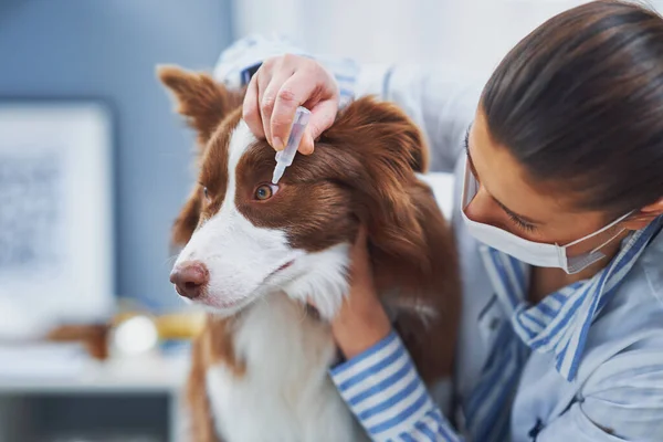 兽医探访过程中的褐色边境牧羊犬 — 图库照片