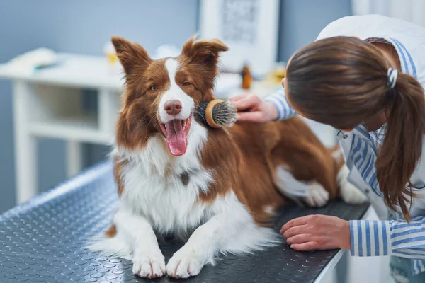 ブラウンボーダーコリー犬での訪問中に獣医 — ストック写真