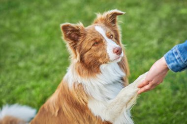Çikolata Beyaz Sınır Collie ve kadın sahibi.