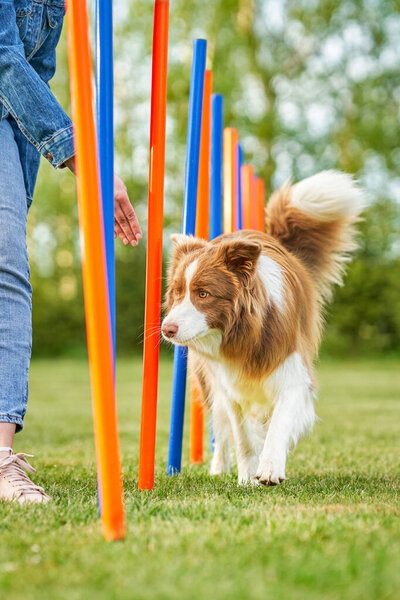 Chocolate White Border Collie with woman owner