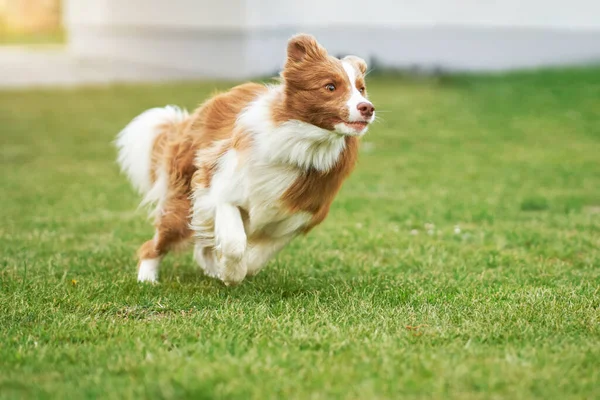 ガーデンでのブラウンチョコレートボーダーコリー犬の訓練 — ストック写真