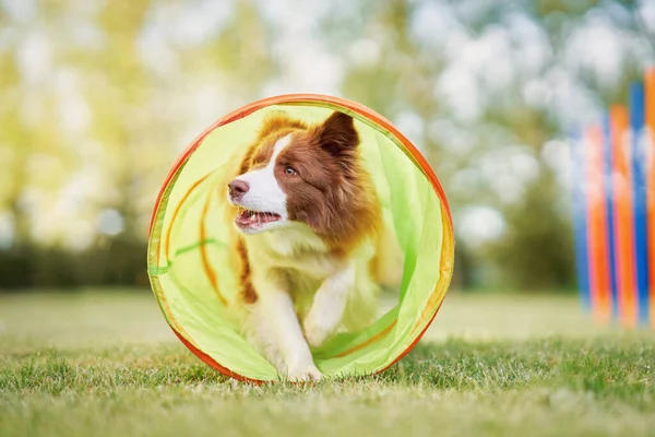 Brązowa czekolada Border Collie pies szkolenia w ogrodzie — Zdjęcie stockowe