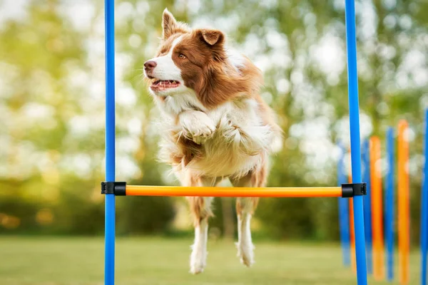 Brązowa czekolada Border Collie pies szkolenia w ogrodzie — Zdjęcie stockowe