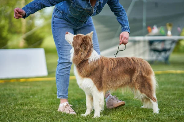 Chocolate Blanco Frontera Collie con la mujer propietaria — Foto de Stock