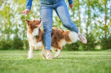 Çikolata Beyaz Sınır Collie ve kadın sahibi.