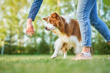 Çikolata Beyaz Sınır Collie ve kadın sahibi.
