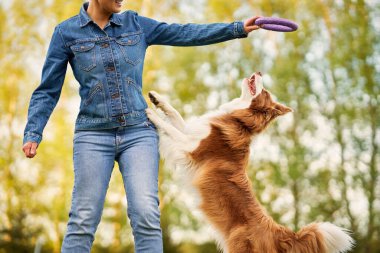 Çikolata Beyaz Sınır Collie ve kadın sahibi.