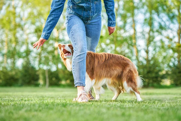 Cioccolato bianco Border Collie con proprietario donna — Foto Stock