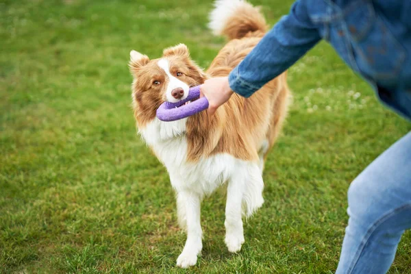 Chocolade witte rand Collie met vrouw eigenaar — Stockfoto