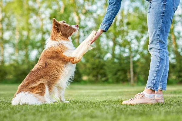 Çikolata Beyaz Sınır Collie ve kadın sahibi.