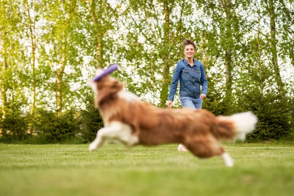 Chocolate White Border Collie mit Besitzerin — Stockfoto