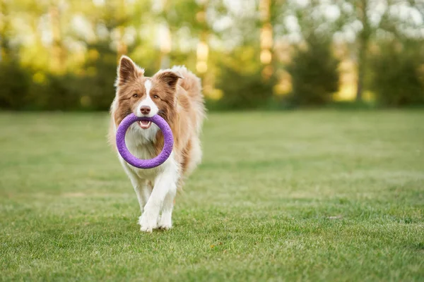 Brązowa czekolada Border Collie pies szkolenia w ogrodzie — Zdjęcie stockowe