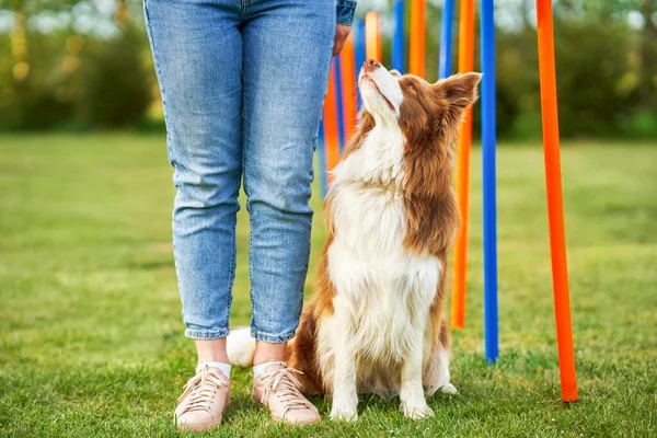 Chocolate Blanco Frontera Collie con la mujer propietaria — Foto de Stock