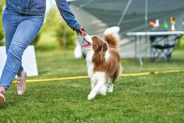 Cioccolato bianco Border Collie con proprietario donna — Foto Stock