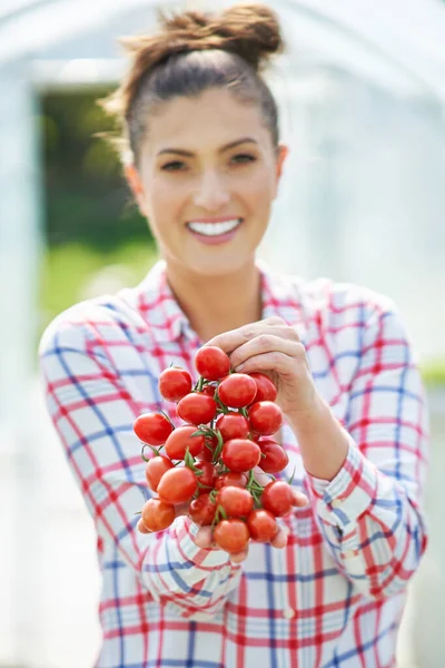 Picture of gardener woman with tomato in greenhouse — Stock Photo, Image