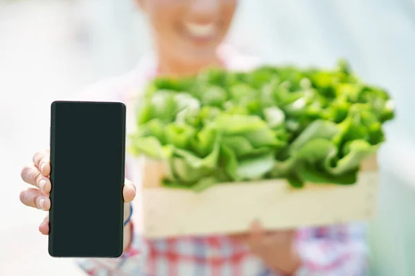 Giovane giardiniera che lavora in serra con lattuga — Foto Stock