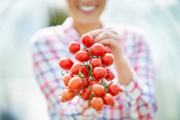 Picture of gardener woman with tomato in greenhouse — Stock Photo, Image