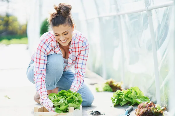 Young woman gardener working in greenhouse with lettuce — Stock Photo, Image