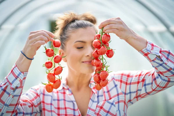 Serada domatesli bahçıvan kadın resmi. — Stok fotoğraf