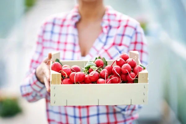 Porträtt av trädgårdsmästare kvinna i växthus med rädisa — Stockfoto