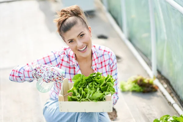Mladá žena zahradník pracující ve skleníku se salátem — Stock fotografie
