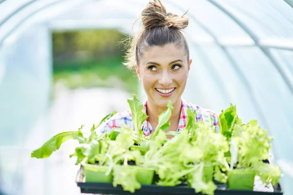 Mujer joven jardinero trabajando en invernadero con lechuga —  Fotos de Stock