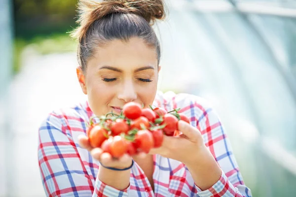 Gambar wanita tukang kebun dengan tomat di rumah kaca — Stok Foto