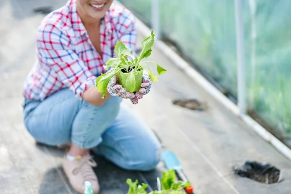 Wanita muda tukang kebun bekerja di rumah kaca dengan selada — Stok Foto