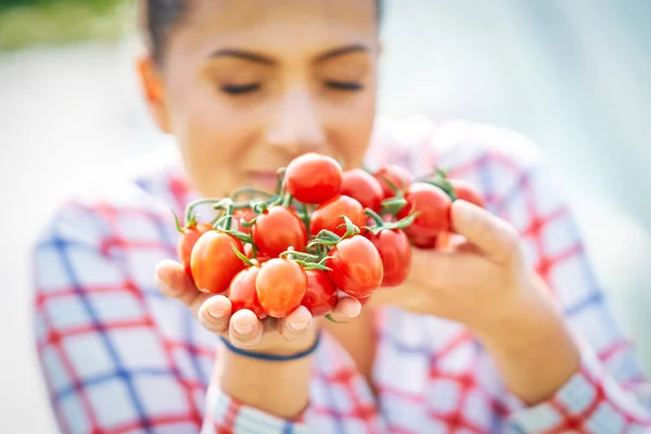 Gambar wanita tukang kebun dengan tomat di rumah kaca — Stok Foto